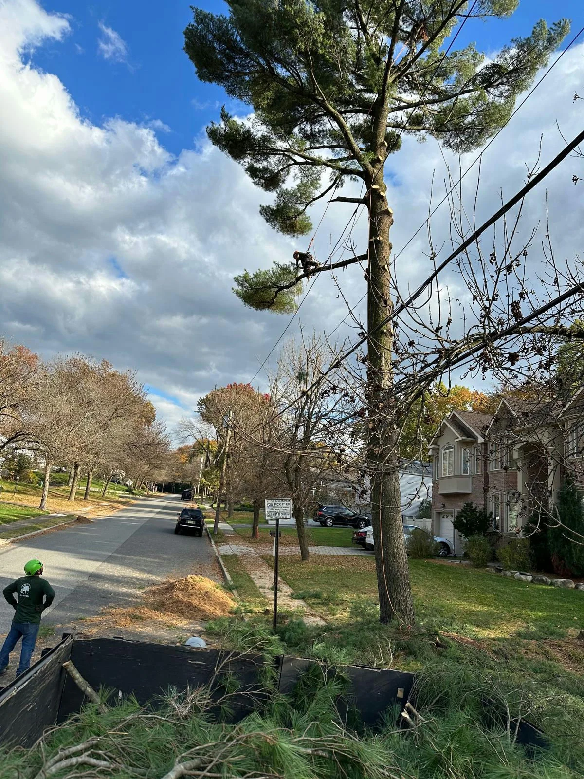 Stump Grinding